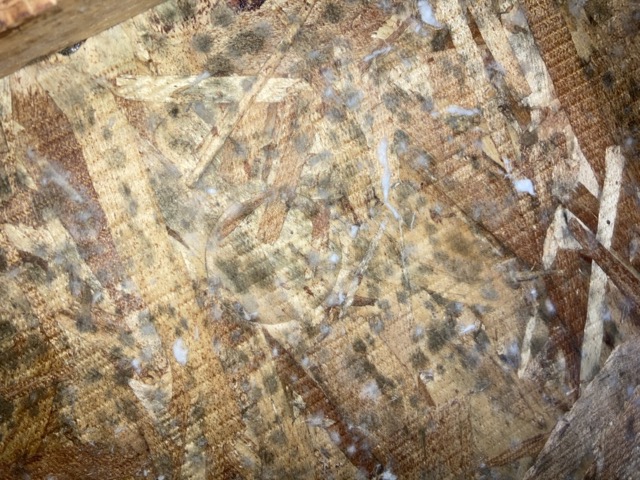 Top 5 Symptoms of Mold Infestation and How to Treat Them