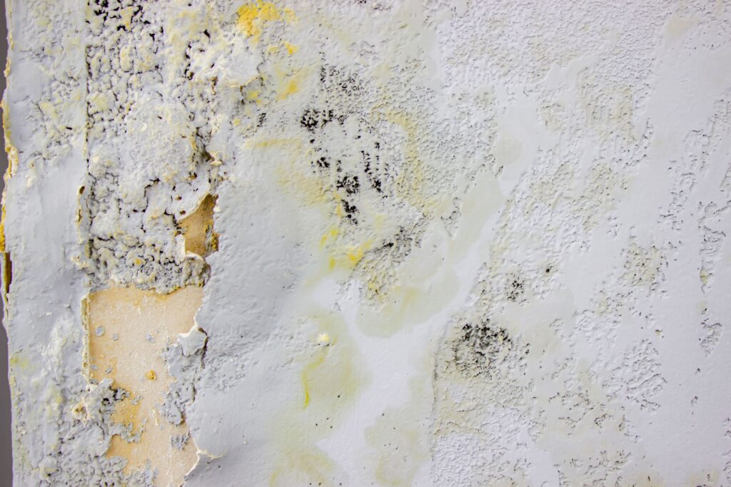 black mold on the wall fungus on the wall after t 2025 03 13 11 10 06 utc